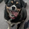 Evita sucht Kuschelpartner