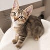 Rosie - adorable chatonne