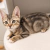 Rosie - adorable chatonne