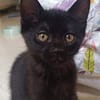 GUINNESS ADOPTABLE AVEC UN CHAT DÉJÀ PRÉSENT CHEZ VOUS