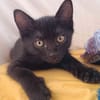 GUINNESS ADOPTABLE AVEC UN CHAT DÉJÀ PRÉSENT CHEZ VOUS