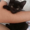 GUINNESS ADOPTABLE AVEC UN CHAT DÉJÀ PRÉSENT CHEZ VOUS