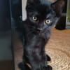 GUINNESS ADOPTABLE AVEC UN CHAT DÉJÀ PRÉSENT CHEZ VOUS