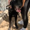 Betyar- treuer Senior mit großem Herzen🧡