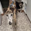 Jupiter - Traumgalgo sucht Traumzuhause