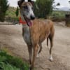 Jupiter - Traumgalgo sucht Traumzuhause