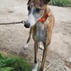 Jupiter - Traumgalgo sucht Traumzuhause