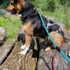 Woody sucht ganz dringend ein neues Zuhause