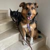 Woody sucht ganz dringend ein neues Zuhause