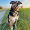 Woody sucht ganz dringend ein neues Zuhause