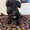 Wuselchen  BLACKY, 4-5 Mon.