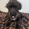 Wuselchen  BLACKY, 4-5 Mon.