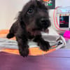 Wuselchen  BLACKY, 4-5 Mon.
