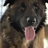 Ares sucht erfahrenes Zuhause