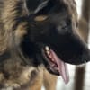 Ares sucht erfahrenes Zuhause