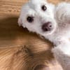 Blanca, kleine Kuschelmaus zum Verlieben