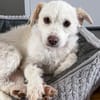 Blanca, kleine Kuschelmaus zum Verlieben