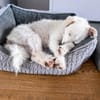 Blanca, kleine Kuschelmaus zum Verlieben