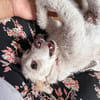 Blanca, kleine Kuschelmaus zum Verlieben