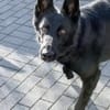 Storm sucht ein Zuhause