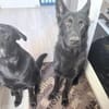 Storm sucht ein Zuhause
