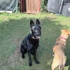 Storm sucht ein Zuhause