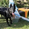 Storm sucht ein Zuhause