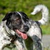 Bubbi sucht ein neues Zuhause