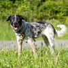 Bubbi sucht ein neues Zuhause