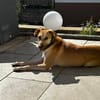Die liebe Phoebe sucht ihr Zuhause