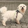 Coqui° in 86529 Schrobenhausen