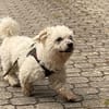 Coqui° in 86529 Schrobenhausen