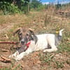 Mowgli, kleiner Hund sucht neue Familie