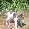 Mowgli, kleiner Hund sucht neue Familie