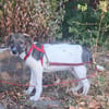 Mowgli, kleiner Hund sucht neue Familie