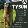 Tyson sucht sein Zuhause