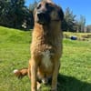 Tyson sucht sein Zuhause