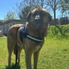Tyson sucht sein Zuhause