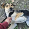 Bonito sucht dich
