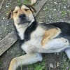 Bonito sucht dich