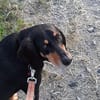 ENZO