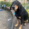ENZO