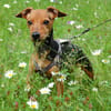 MISS JESSY, treue Begleiterin mit Charme