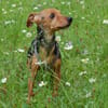 MISS JESSY, treue Begleiterin mit Charme