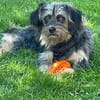 Coco, ein kleines, unkompliziertes Hundemädchen