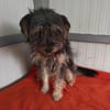 Coco, ein kleines, unkompliziertes Hundemädchen