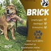Brick  sucht sein Zuhause