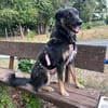 Lille - wundervolle Hundedame