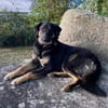 Lille - wundervolle Hundedame