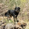 Lille - wundervolle Hundedame